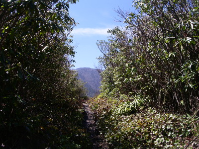 [Fairly level path with high brush on either side of it with a view of far distant mountains.]